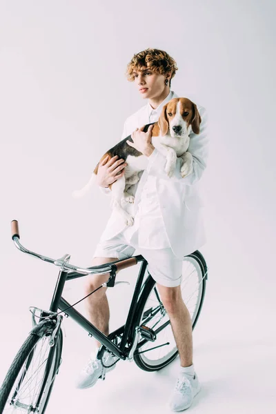 Homem bonito com cabelo encaracolado segurando em braços cão beagle enquanto sentado em bicicleta no fundo cinza — Fotografia de Stock