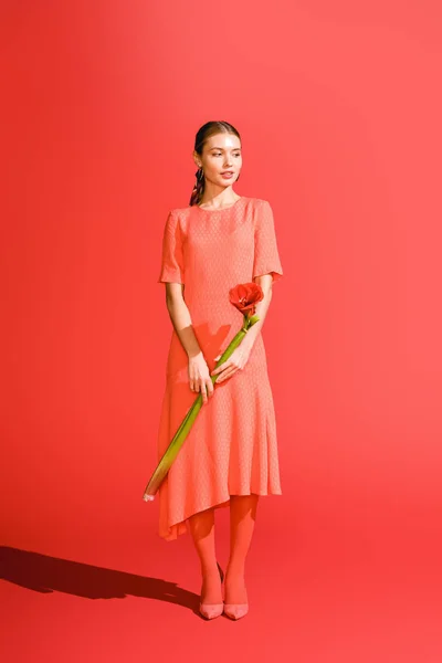 Attractive elegant girl in dress holding red amaryllis flower on living coral. Pantone color of the year 2019 concept — Stock Photo