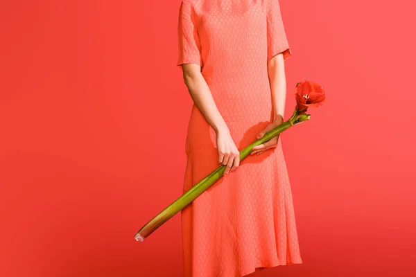 Vista recortada de chica elegante en vestido sosteniendo flor aislada en coral vivo. Pantone color del año 2019 concepto - foto de stock
