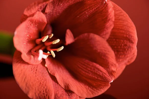 Vista da vicino del fiore Living coral amaryllis. Pantone colore dell'anno 2019 concept — Foto stock