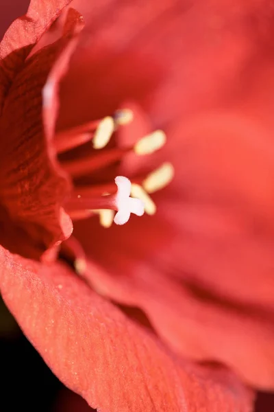 Selective focus of Living coral amaryllis flower background. Pantone color of the year 2019 concept — Stock Photo
