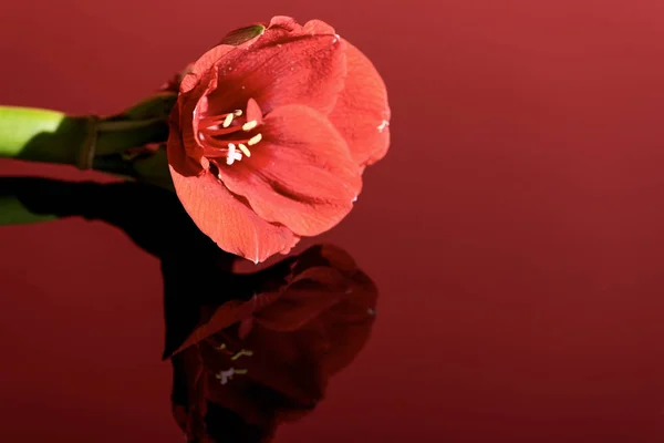 Fleur d'amaryllis en couleur corail vivant sur fond rouge — Photo de stock