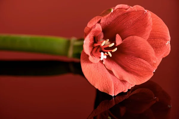 Fiore amarillide in colore corallo vivo su sfondo rosso — Foto stock