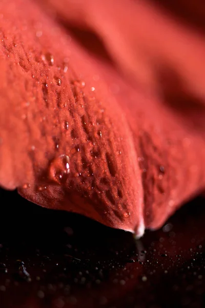 Macro vista de fundo de pétala de flor amaryllis — Fotografia de Stock