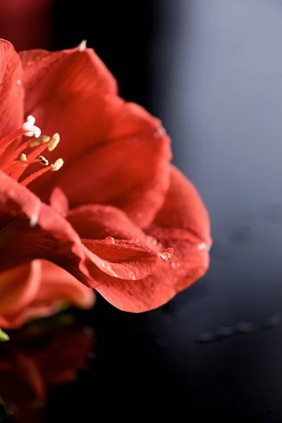 Macro view of red amaryllis flower on black — Stock Photo