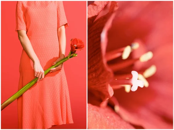 Collage avec amaryllis rouge et femme élégante avec fleur sur corail vivant. Couleur Pantone de l'année 2019 concept — Photo de stock