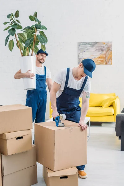 Mover segurando planta e olhando para colega embrulhando caixa de papelão com fita adesiva no apartamento — Fotografia de Stock