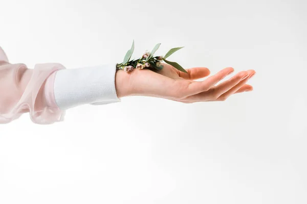 Abgeschnittene Ansicht einer weiblichen Hand, die Eukalyptusblätter mit Blüten in der Hand auf weiß hält — Stockfoto