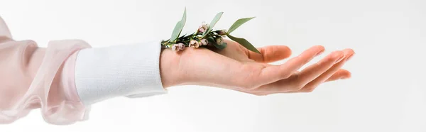 Tiro panorâmico da mão feminina segurando folhas de eucalipto com flores na mão em branco — Fotografia de Stock