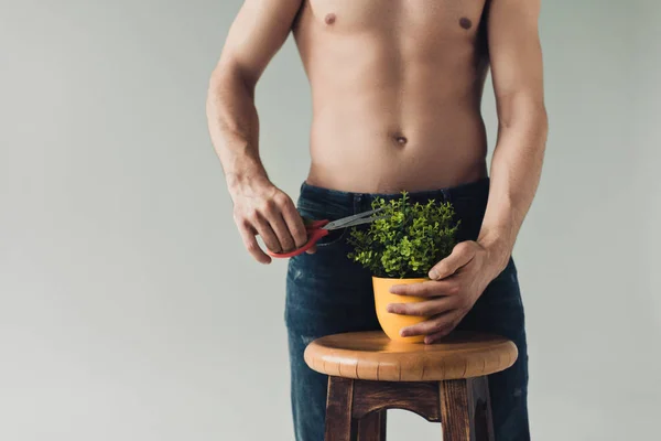 Vista parcial do homem de jeans cortando planta verde com tesoura isolada em cinza — Fotografia de Stock