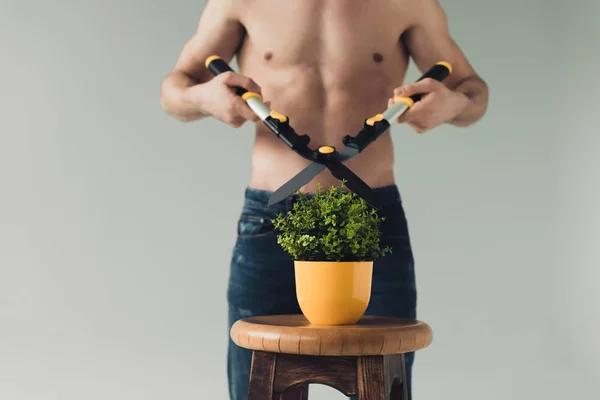 Частичный вид человека без рубашки, режущего зеленое растение большими ножницами, изолированными на сером — стоковое фото