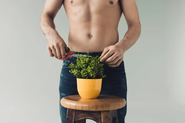 Vista parcial del hombre en jeans cortando planta verde con tijeras aisladas en gris - foto de stock