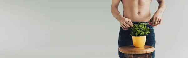 Панорамний знімок людини на заводі з різання джинсів з ножицями ізольовано на сірому — стокове фото
