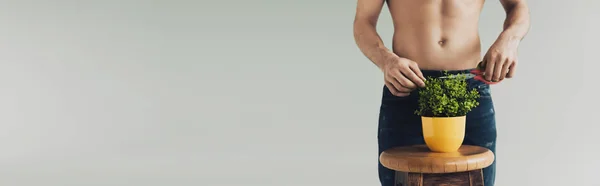 Foto panorámica de hombre en planta de corte jeans con tijeras aisladas en gris - foto de stock