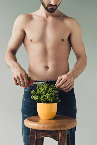 Teilbild eines Mannes in Jeans schneidet grüne Pflanze mit Schere auf grau — Stockfoto