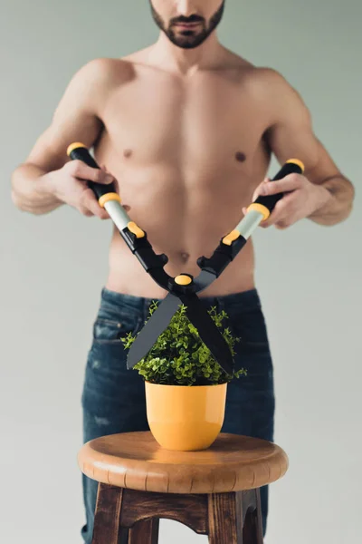 Vista recortada del hombre sin camisa cortando planta verde con grandes tijeras aisladas en gris - foto de stock