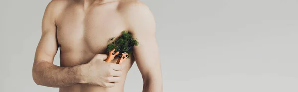 Панорамный снимок человека без рубашки, режущего растение на подмышке с секаторами, изолированными на сером — стоковое фото