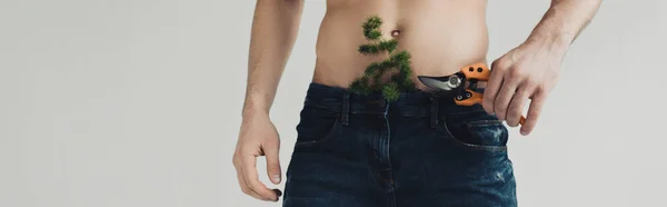 Панорамный снимок человека в джинсах с растением в штанах, держащим секаторы изолированными на сером — стоковое фото