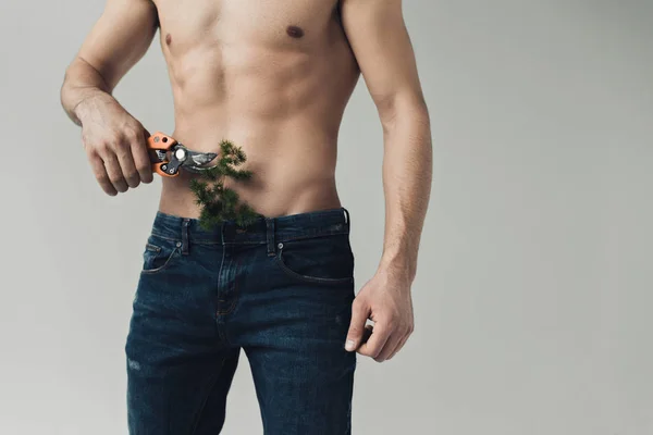 Cropped view of shirtless man cutting plant in pants with secateurs isolated on grey — Stock Photo