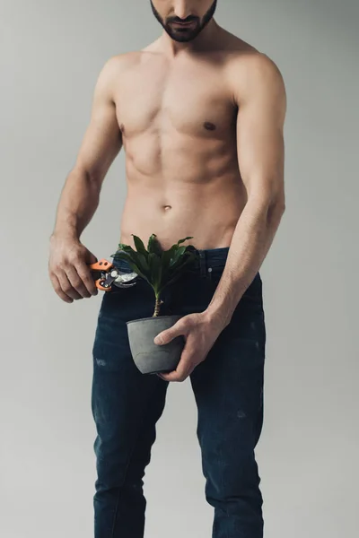 Vista parcial do homem sem camisa em jeans planta de corte com tesouras isoladas em cinza — Fotografia de Stock
