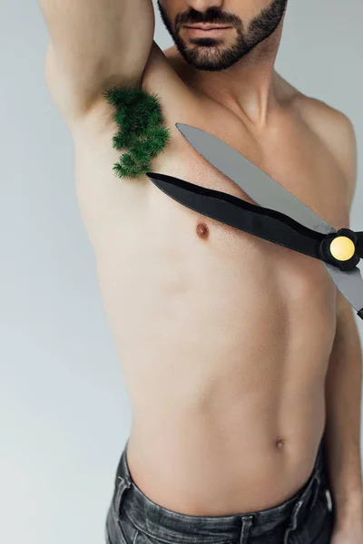 Partial view of shirtless man with plant on armpit and scissors isolated on grey — Stock Photo