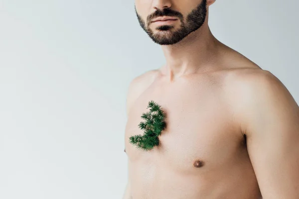 Vue partielle de l'homme barbu avec la plante verte sur la poitrine isolé sur gris — Photo de stock