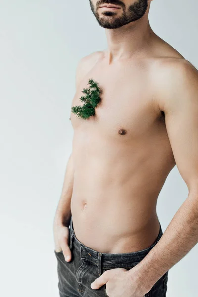 Teilansicht eines bärtigen Mannes mit grüner Pflanze auf der Brust isoliert auf grau — Stockfoto