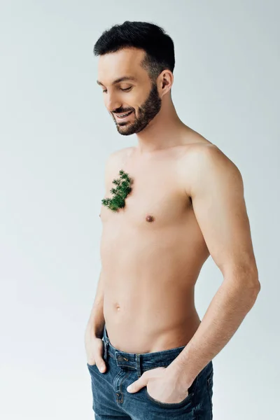 Hombre barbudo sonriente con planta verde en el pecho de pie con las manos en bolsillos aislados en gris - foto de stock