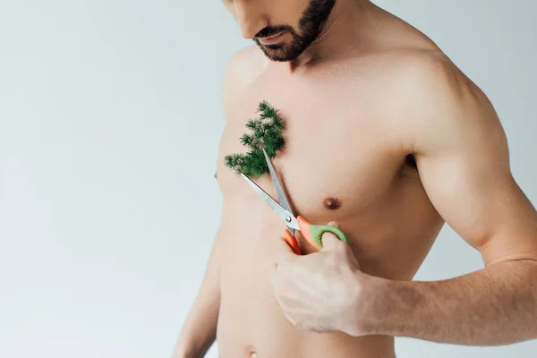 Partial view of bearded man cutting plant on chest with scissors isolated on grey — Stock Photo