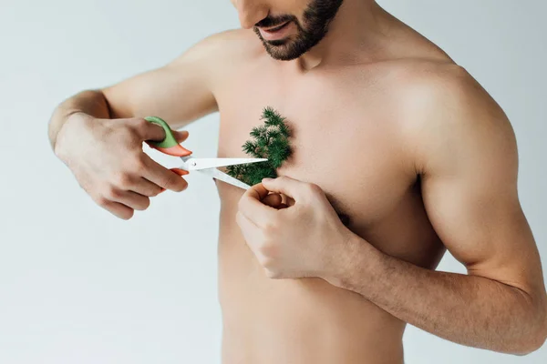 Partial view of bearded man cutting plant on chest with scissors isolated on grey — Stock Photo