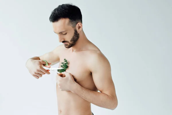 Красивый бородатый мужчина режет растение на груди ножницами, изолированными на сером — стоковое фото