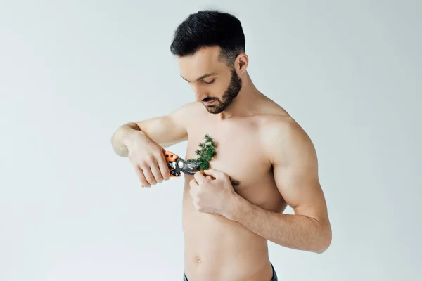 Бородатый мужчина без рубашки режет растение на груди с секаторами, изолированными на сером — стоковое фото