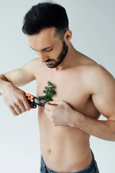 Bearded shirtless man cutting plant on chest with secateurs isolated on grey — Stock Photo