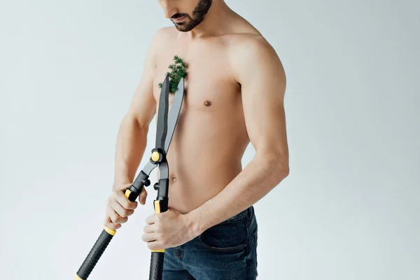 Cropped view of shirtless man in jeans cutting plant on chest with big scissors isolated on grey — Stock Photo