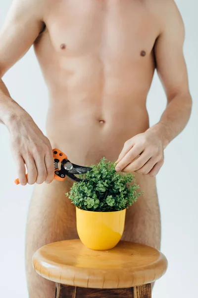 Vista parcial del hombre desnudo cortando planta verde con tijeras de podar aisladas en gris - foto de stock