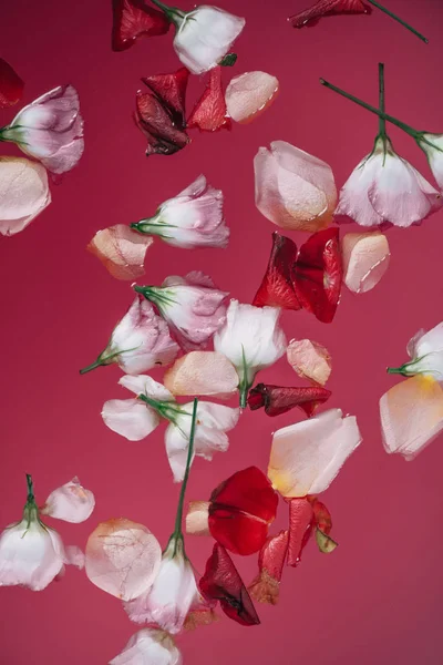 Вид сверху лепестков роз, разбросанных по розовой красочной воде — стоковое фото