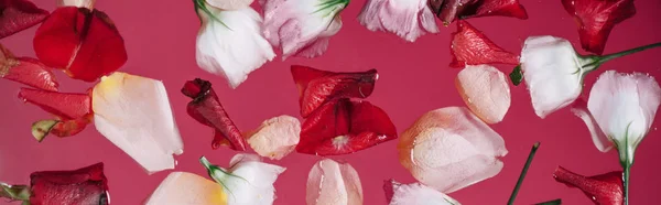 Vista dall'alto dei petali di rosa sparsi sull'acqua rosa, colpo panoramico — Foto stock