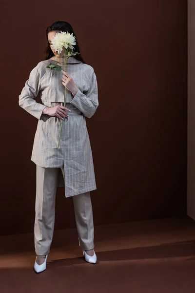 Modelo de moda en ropa elegante de pie sobre fondo marrón, la celebración de flor de crisantemo cerca de la cara - foto de stock