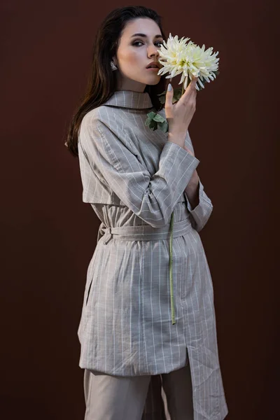 Modelo elegante celebración de flor de crisantemo cerca de la cara, de pie sobre fondo marrón - foto de stock