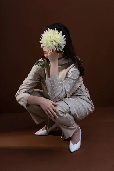 Beau et élégant modèle tenant chrysanthème près du visage, assis sur fond brun — Photo de stock