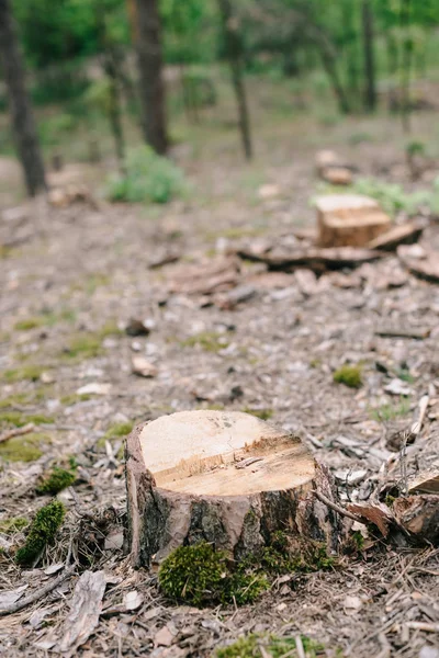 Tronco de madera seca de árbol cortado y musgo verde en el bosque - foto de stock