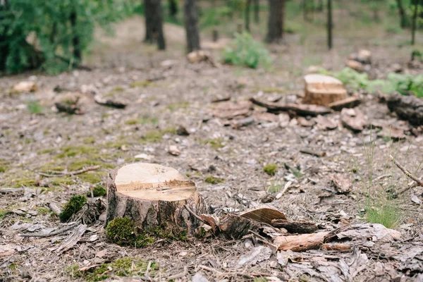 Troncos de madera seca de árboles cortados y musgo verde en el bosque - foto de stock