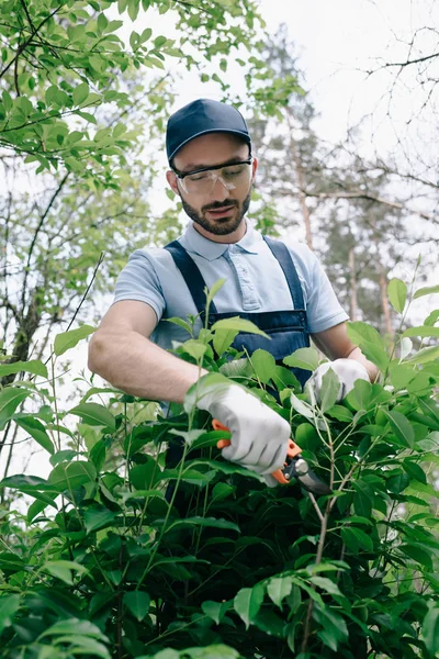 Focused gardener in protective glasses and cap cutting bushes with trimmer in park — Stock Photo
