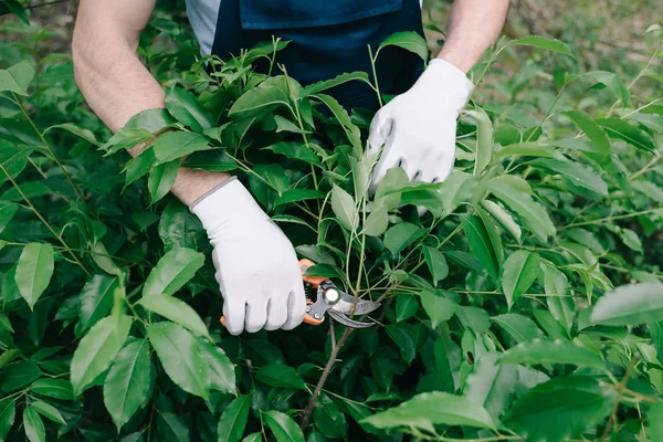Partial view of gardener in gloves pruning bush with trimmer in garden — Stock Photo
