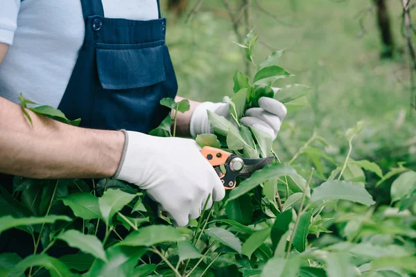 Teilansicht des Gärtners in Handschuhen, der Strauch mit Gartenschere im Garten schneidet — Stockfoto