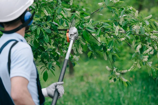 Задний вид садовника обрезки деревьев с телескопической пилой полюса в парке — стоковое фото