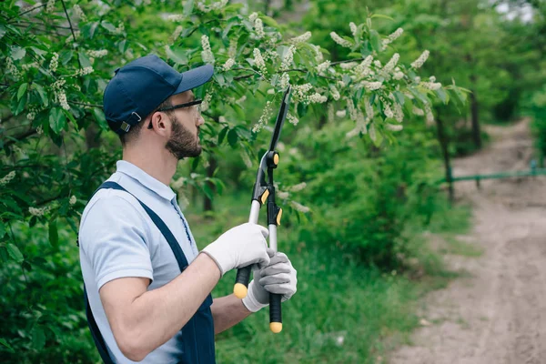 Gardener in overalls, cap and gloves pruning trees with trimmer in park — Stock Photo