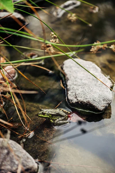 Enfoque selectivo de rana verde en el lago exterior - foto de stock