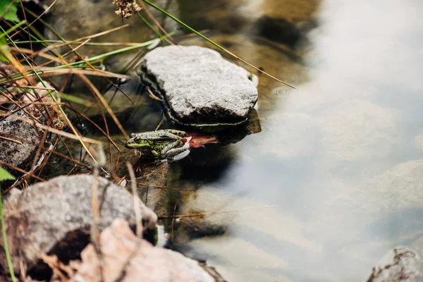 Foco selectivo de rana verde y salvaje en el río cerca de piedras - foto de stock
