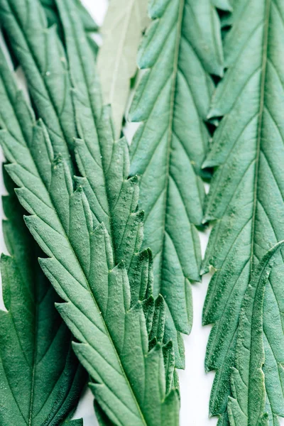Vista superior de hojas verdes de marihuana sobre fondo blanco - foto de stock